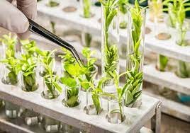 plant breeding